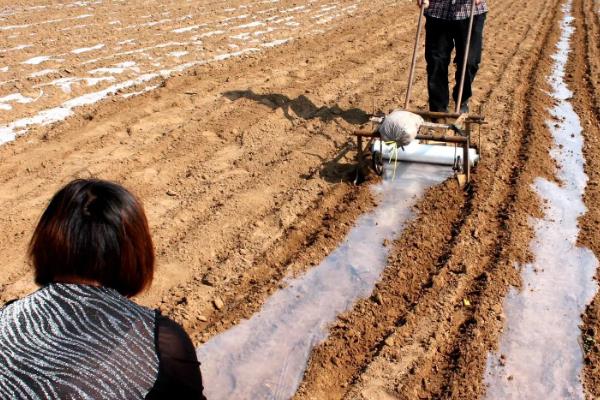 夏天盖地膜作物会不会伤根，不要覆盖黑色地膜就能避免作物受害