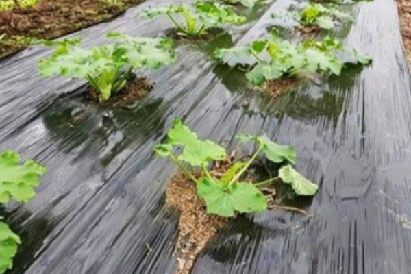 夏天盖地膜作物会不会伤根，不要覆盖黑色地膜就能避免作物受害