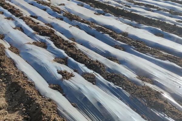 夏天盖地膜作物会不会伤根，不要覆盖黑色地膜就能避免作物受害
