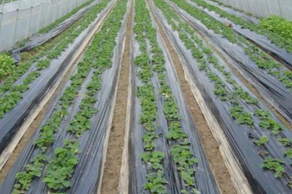 夏天盖地膜作物会不会伤根，不要覆盖黑色地膜就能避免作物受害