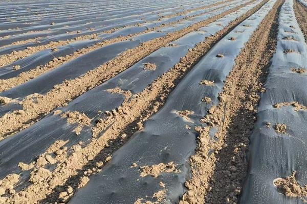 夏天盖地膜作物会不会伤根，不要覆盖黑色地膜就能避免作物受害