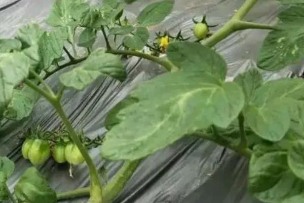 夏天盖地膜作物会不会伤根，不要覆盖黑色地膜就能避免作物受害