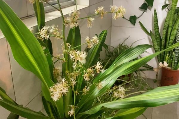 龙血树开花的寓意,寓意吉祥、好运爆棚等