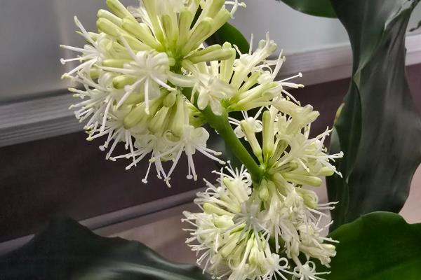 龙血树开花的寓意,寓意吉祥、好运爆棚等