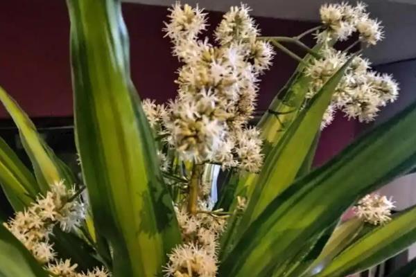 龙血树开花的寓意,寓意吉祥、好运爆棚等