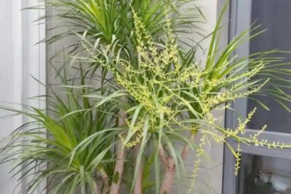 龙血树开花的寓意,寓意吉祥、好运爆棚等