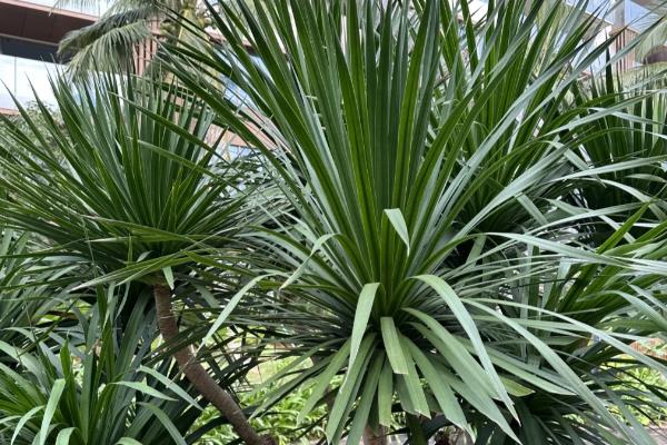 龙血树开花的寓意,寓意吉祥、好运爆棚等