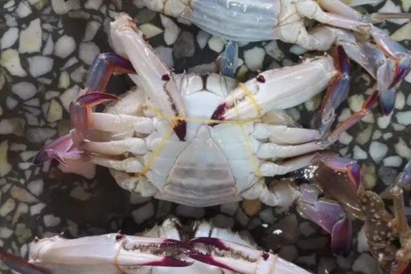 母蟹成熟如何辨引,可以看肚脐、背壳等