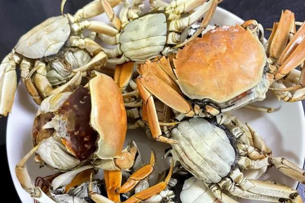 母蟹成熟如何辨引,可以看肚脐、背壳等