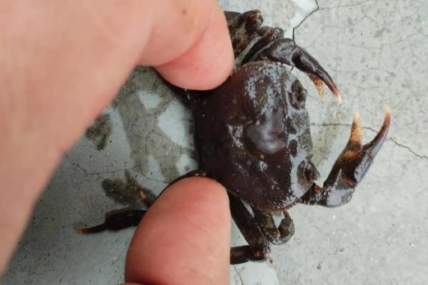 母蟹成熟如何辨引,可以看肚脐、背壳等