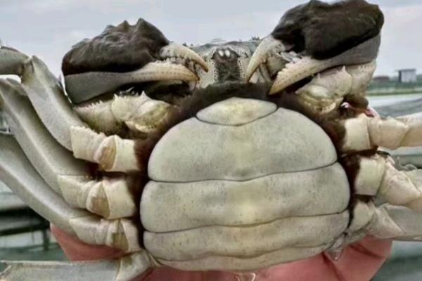 母蟹成熟如何辨引,可以看肚脐、背壳等