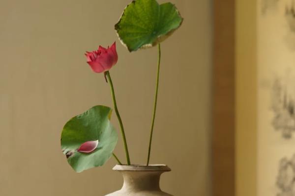 让瓶插荷花开花的方法,把温度保持在15-25℃