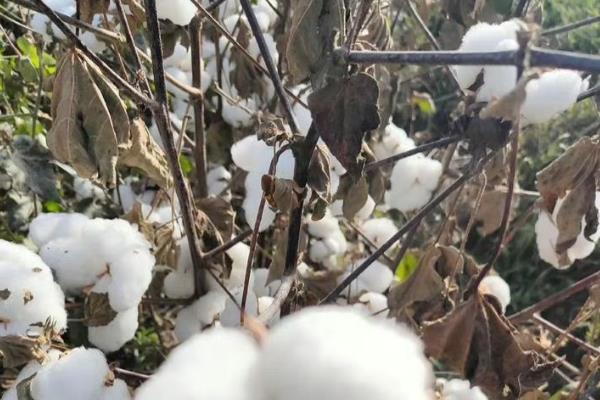 田里有哪些植物，有棉花、高粱、黄瓜等