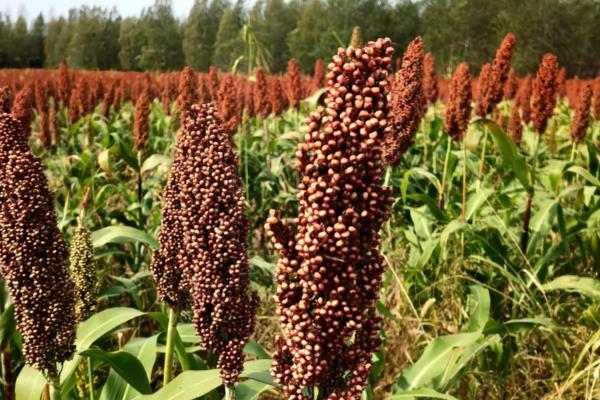 田里有哪些植物，有棉花、高粱、黄瓜等