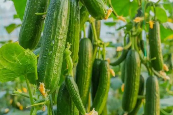 田里有哪些植物，有棉花、高粱、黄瓜等