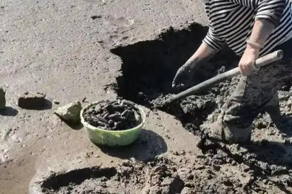 让瓶插荷花开花的方法,把温度保持在15-25℃