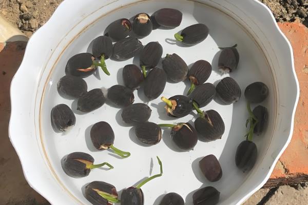 让瓶插荷花开花的方法,把温度保持在15-25℃