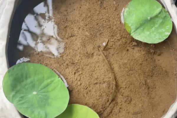 让瓶插荷花开花的方法,把温度保持在15-25℃