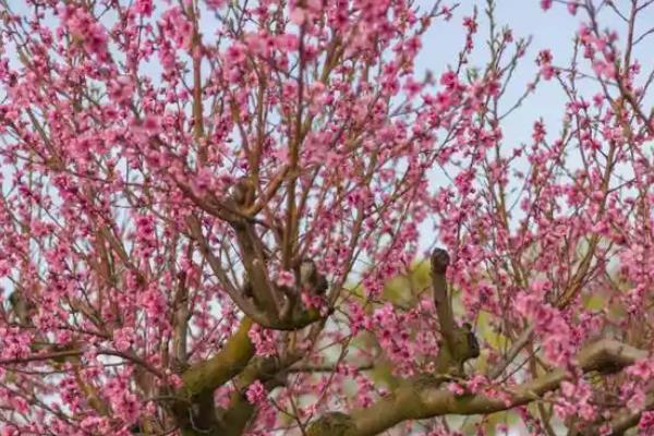 田里有哪些植物，有棉花、高粱、黄瓜等