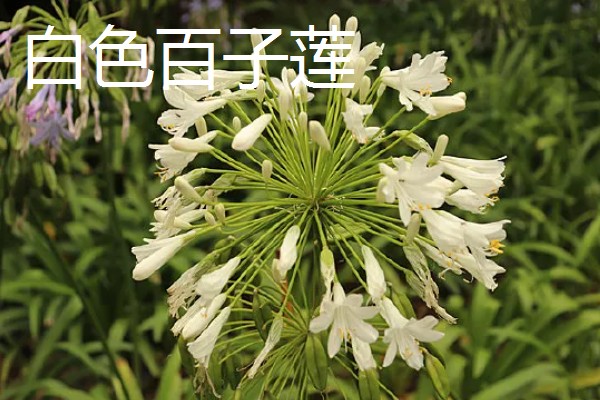 百子莲的寓意，寓意浪漫爱情和等待爱情的降临