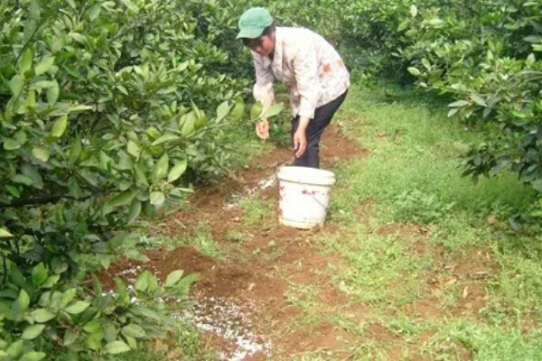果树结果期施哪种肥,结果初期可施氮肥