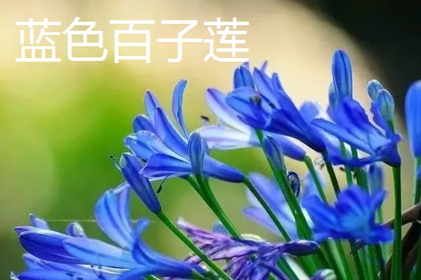 百子莲的寓意，寓意浪漫爱情和等待爱情的降临