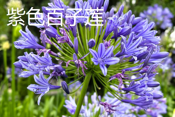 百子莲的寓意，寓意浪漫爱情和等待爱情的降临