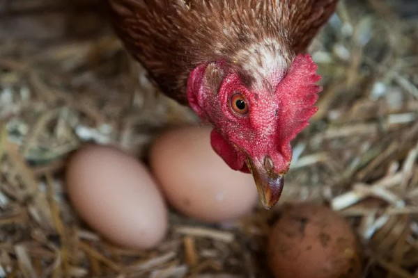 如何防止鸡吃自己生的蛋,可以在食物中补充微量元素