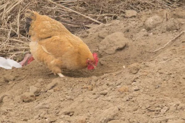如何防止鸡吃自己生的蛋,可以在食物中补充微量元素