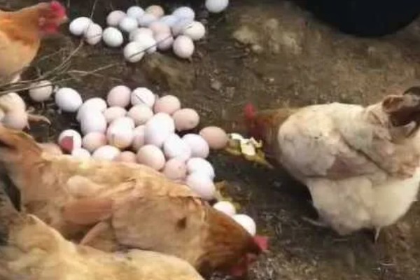 如何防止鸡吃自己生的蛋,可以在食物中补充微量元素