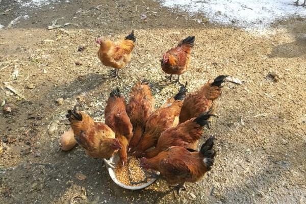 如何防止鸡吃自己生的蛋,可以在食物中补充微量元素