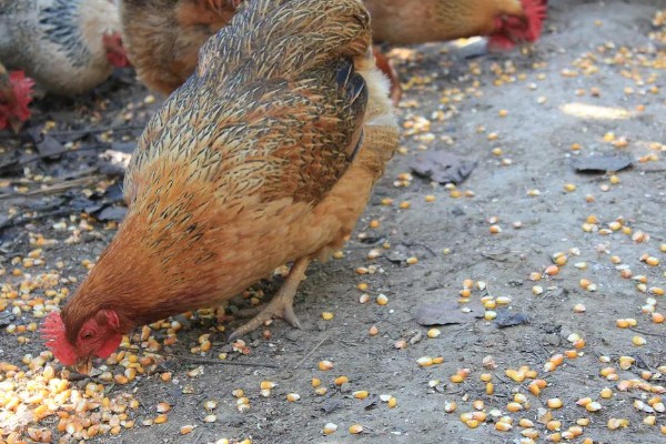 如何防止鸡吃自己生的蛋,可以在食物中补充微量元素