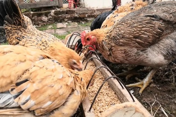 如何防止鸡吃自己生的蛋,可以在食物中补充微量元素