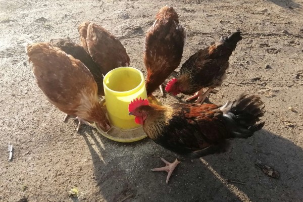 如何防止鸡吃自己生的蛋,可以在食物中补充微量元素