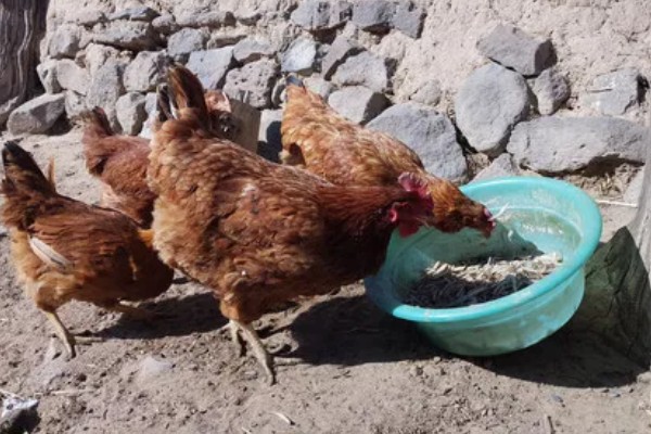 如何防止鸡吃自己生的蛋,可以在食物中补充微量元素