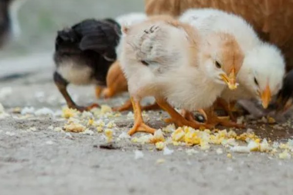 如何防止鸡吃自己生的蛋,可以在食物中补充微量元素