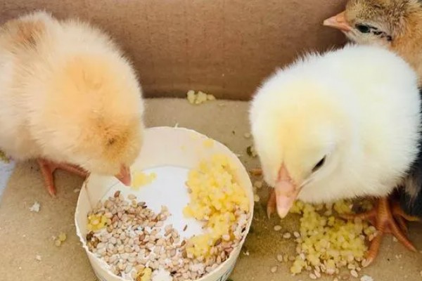 如何防止鸡吃自己生的蛋,可以在食物中补充微量元素