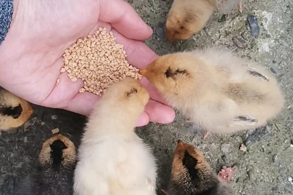 如何防止鸡吃自己生的蛋,可以在食物中补充微量元素