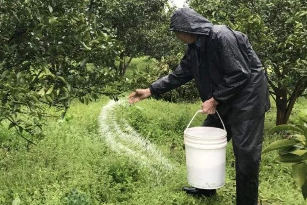 果树结果期施哪种肥,结果初期可施氮肥