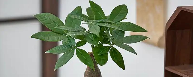 发财树冻死了春天还能不能发芽，春天就不可发芽了