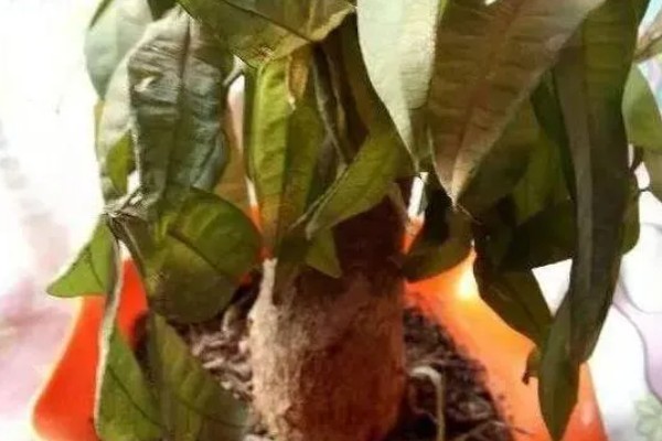 发财树冻死了春天还能不能发芽，春天就不可发芽了