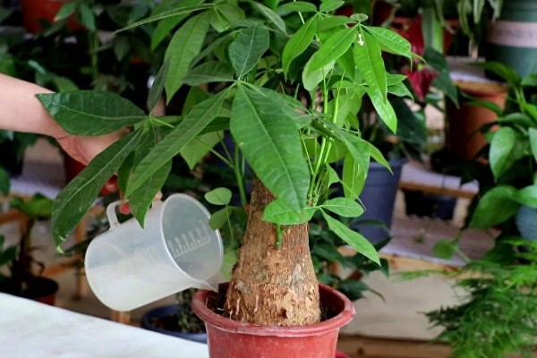 发财树冻死了春天还能不能发芽，春天就不可发芽了