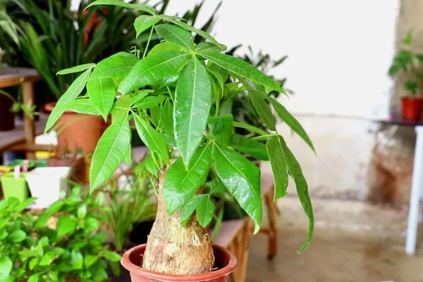 发财树冻死了春天还能不能发芽，春天就不可发芽了