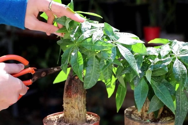 发财树冻死了春天还能不能发芽，春天就不可发芽了