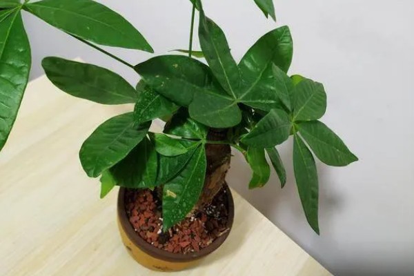 发财树冻死了春天还能不能发芽，春天就不可发芽了