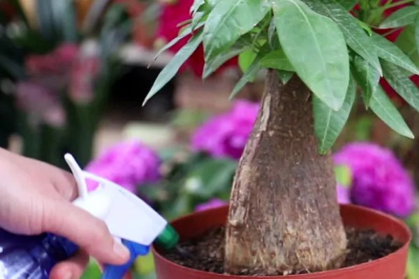 发财树冻死了春天还能不能发芽，春天就不可发芽了