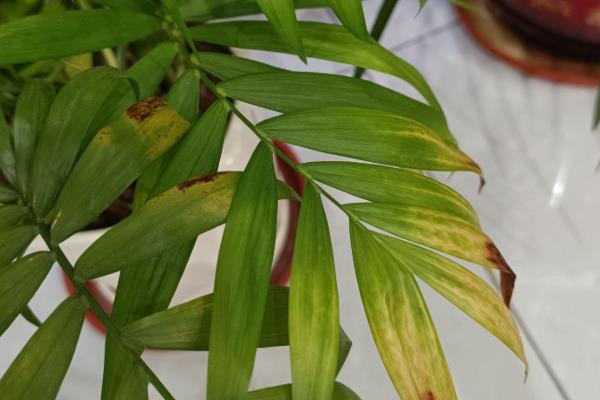 姬翠竹叶子变黄的解决方法，需要减少光照