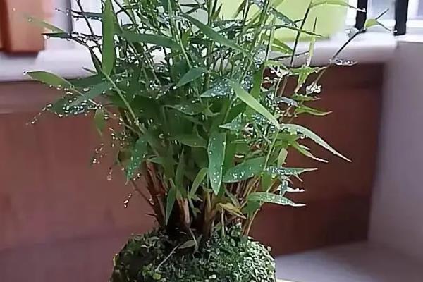 姬翠竹叶子变黄的解决方法，需要减少光照