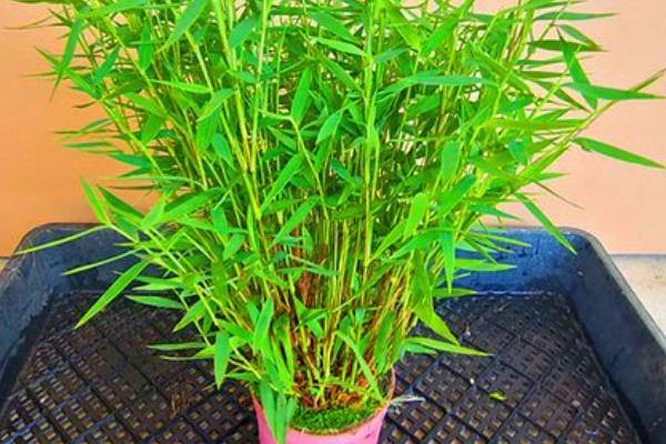 姬翠竹叶子变黄的解决方法，需要减少光照