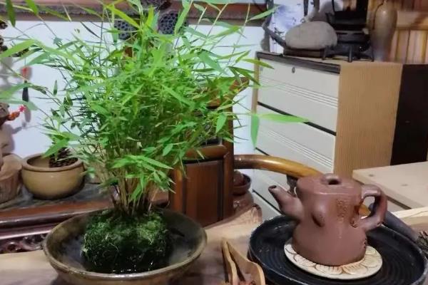 姬翠竹叶子变黄的解决方法，需要减少光照